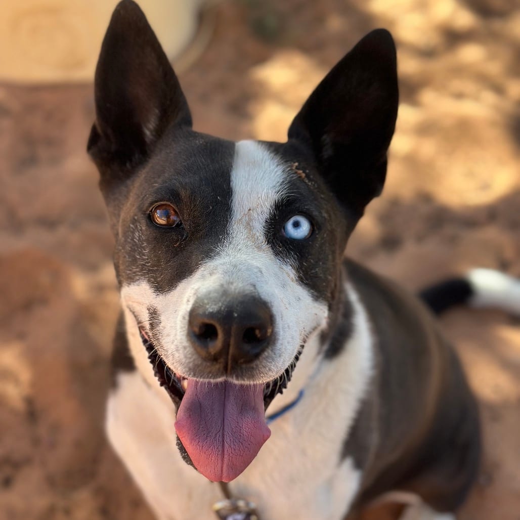 Photo of Winifred, adoptable Husky / Sheepdog, Mcnab in Kanab, Utah