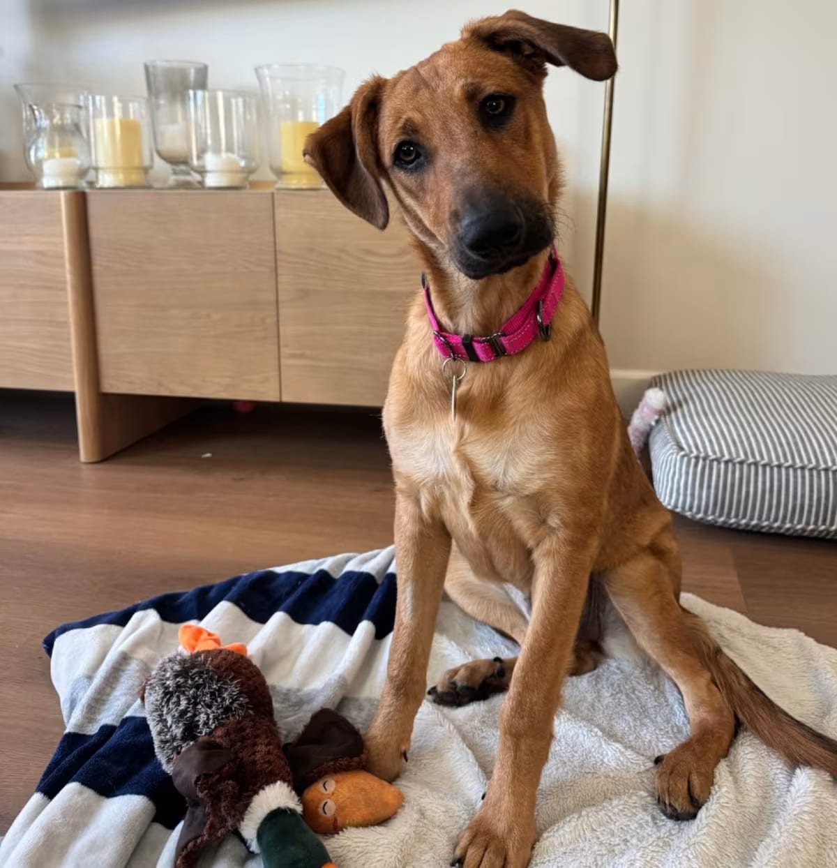 Photo of Nellie, adoptable Golden Retriever/German Shepherd Dog in Van Nuys, California