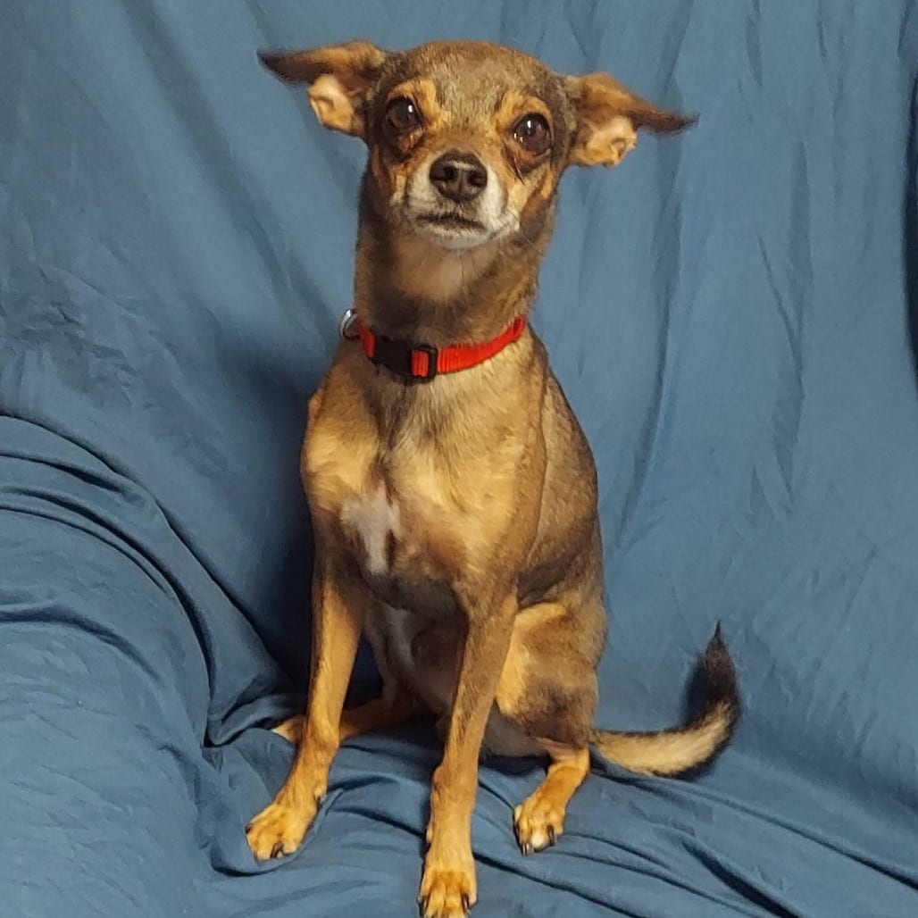 Photo of Little Gus, adoptable Mixed Breed (Small) in San Francisco, California
