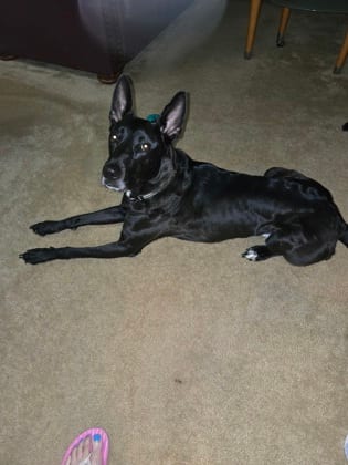 Photo of Snail, adoptable dog in Atlanta, Georgia