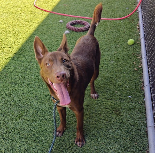 Photo of Gordon, adoptable Australian Cattle Dog mix in San José, California
