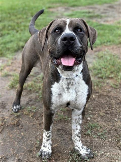 Photo of Checkers, adoptable Pit Bull Terrier in Riverside, California