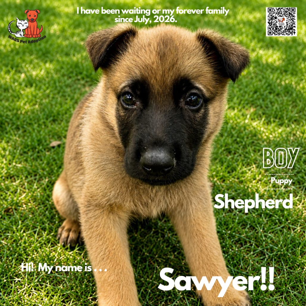 Photo of Sawyer, adoptable Shepherd / Malinois, Belgian in Westminster, California