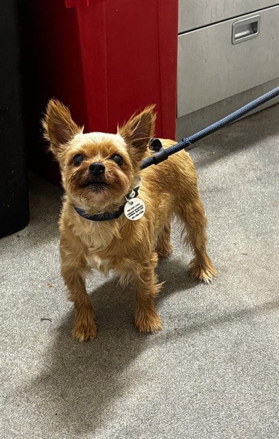 Photo of Shanna, adoptable Yorkshire Terrier Yorkie in Forestville, Maryland