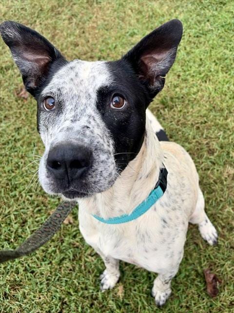 Photo of Lyle, adoptable Pointer in Statesville, North Carolina