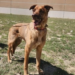 Photo of Cole JW, adoptable German Shepherd Dog Husky in Hartford, Connecticut