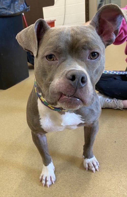 Photo of Skye, adoptable American Pit Bull Terrier in Derwood, Maryland