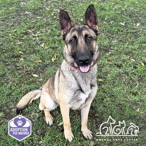 Photo of Saphira, adoptable German Shepherd Dog in Irvine, California