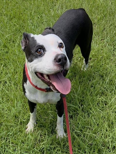 Photo of Gillian, adoptable American Staffordshire Terrier in Fort Lauderdale, Florida