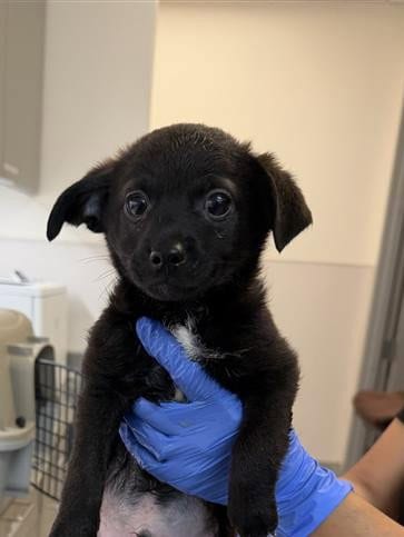 Photo of Rebel, adoptable Rat Terrier in Houston, Texas