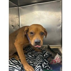 Photo of Okra, adoptable Mixed Breed (Medium) in Baton Rouge, Louisiana