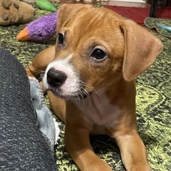 Photo of Mork, adoptable Boxer in Columbus, North Carolina