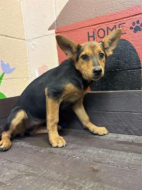 Photo of Dolphin, adoptable German Shepherd Dog in Castaic, California