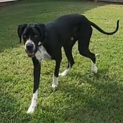 Photo of Finn, adoptable Great Dane in Salisbury, North Carolina