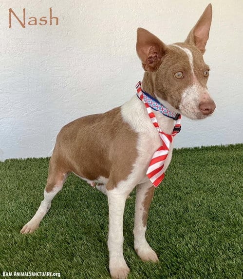 Photo of Nash, adoptable Australian Kelpie in San Diego, California