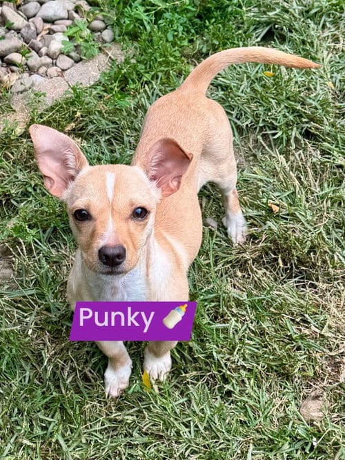 Photo of Punky, adoptable Chihuahua in Buffalo, New York