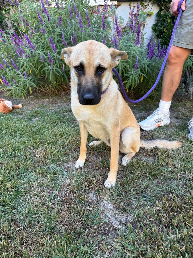 Photo of Honey, adoptable Mountain Cur in Eugene, Oregon