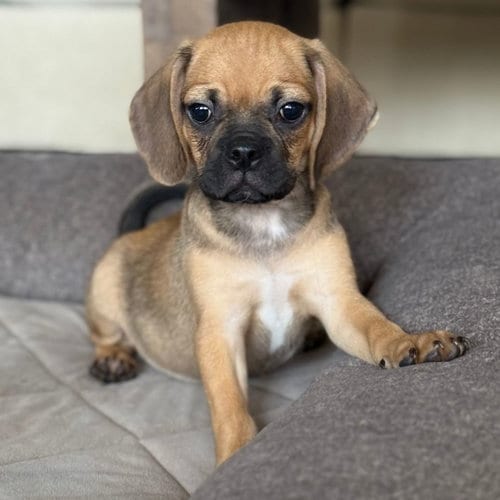 Photo of Colby, adoptable Unknown breed in Rancho Santa Fe, California