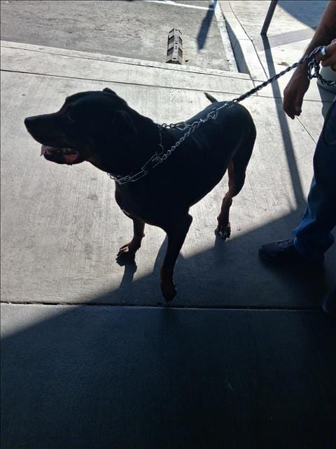 Photo of Bruno, adoptable Doberman Pinscher in Los Angeles, California