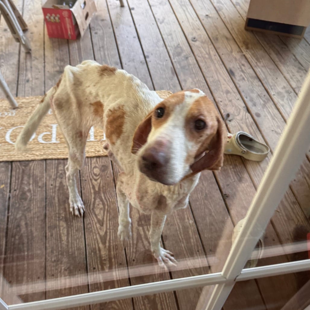Photo of Miley (Miss Mama), adoptable Hound in Fairfax Station, Virginia