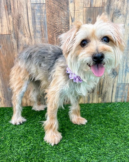 Photo of Annie, adoptable Terrier in Corona, California