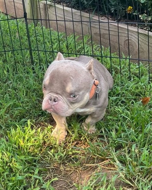 Photo of Bobble (special needs), adoptable Pit Bull Terrier in Spotsylvania, Virginia