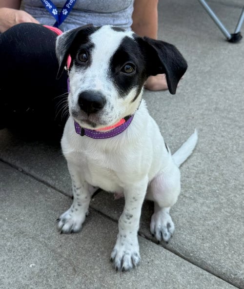 Photo of Olaf, adoptable Pit Bull Terrier in Gilberts, Illinois