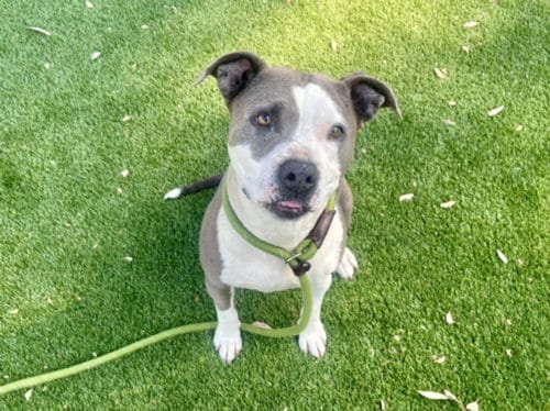 Photo of Millie, adoptable Pit Bull Terrier in Los Angeles, California