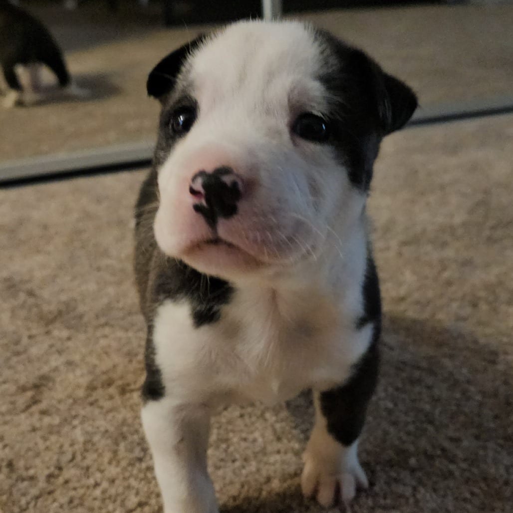 Photo of Orca, adoptable Terrier, American Staffordshire / Mixed Breed (Large) in Oceanside, California