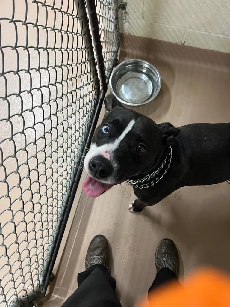 Photo of Jinx, adoptable Pit Bull Terrier in Nacogdoches, Texas