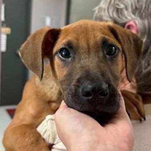 Photo of Willie, adoptable Boxer in Chantilly, Virginia