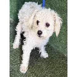 Photo of Joy, adoptable Maltese in Lancaster, California