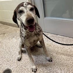 Photo of Ted, adoptable German Shorthaired Pointer in Pueblo, Colorado