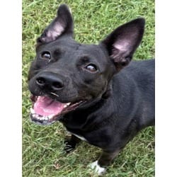 Photo of Amelia, adoptable American Pit Bull Terrier in Texas City, Texas