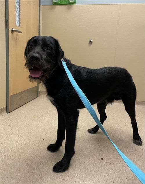 Photo of Kane, adoptable German Wirehaired Pointer in Clyde, North Carolina