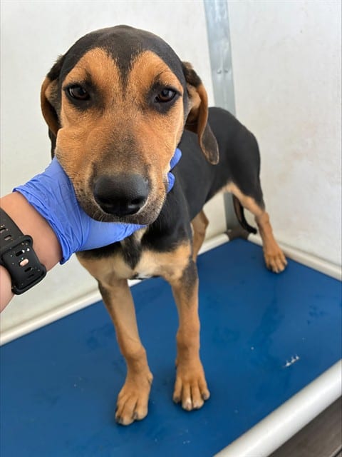 Photo of Senior Shepherd mix, adoptable Shepherd mix in Devore, California