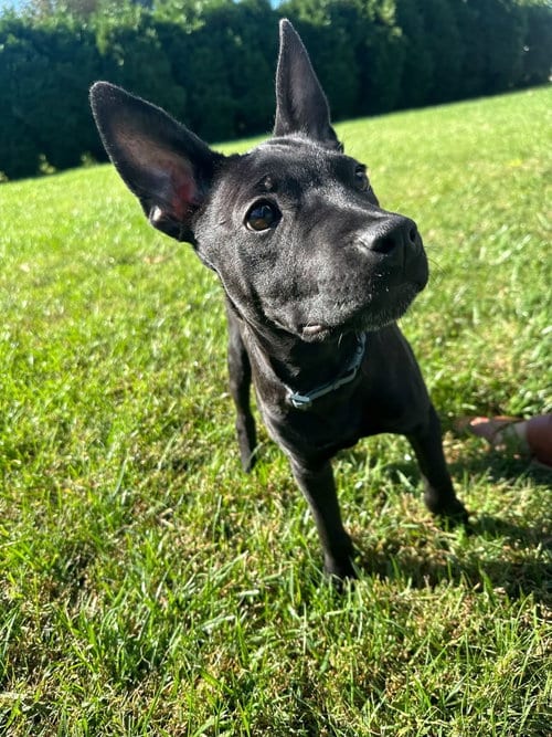 Photo of Shock G, adoptable Terrier in Germantown, Ohio