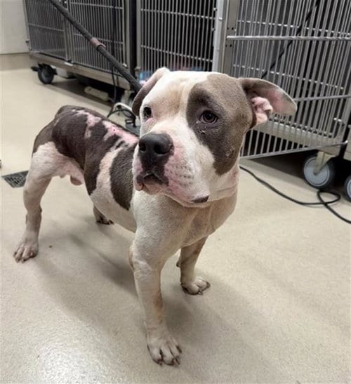 Photo of Goblin, adoptable Pit Bull Terrier in Baytown, Texas