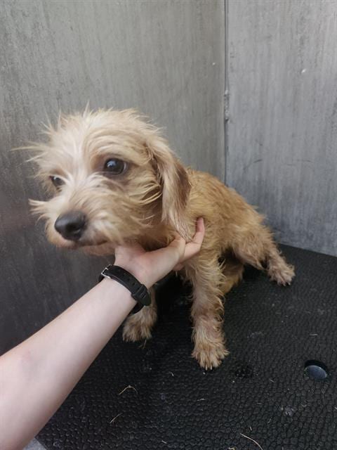 Photo of Chewy, adoptable Terrier in San Antonio, Texas