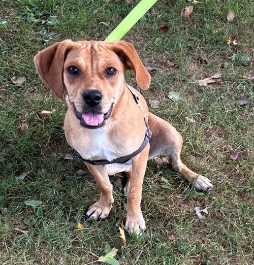 Photo of Lasso, adoptable Beagle in Burnsville, North Carolina