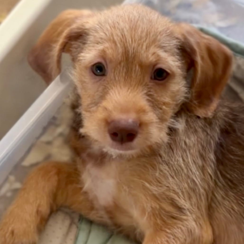 Photo of King Kong D71384, adoptable Shih Tzu / Terrier in Minnesota, Minnesota