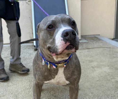 Photo of Shakira, adoptable Pit Bull Terrier in Martinez, California
