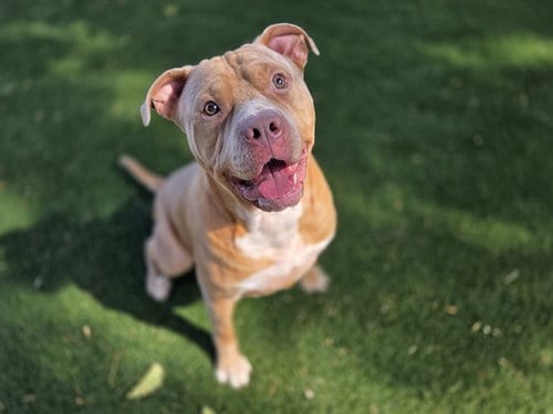 Photo of Thistle, adoptable Pit Bull Terrier in Antioch, California
