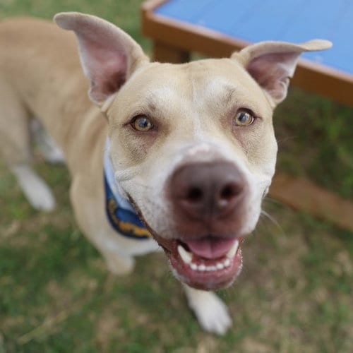 Photo of Duke, adoptable American Staffordshire Terrier in San Antonio, Texas