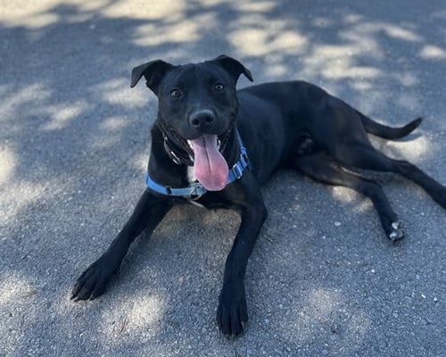 Photo of Dusty, adoptable Pit Bull Terrier in Berkeley, California
