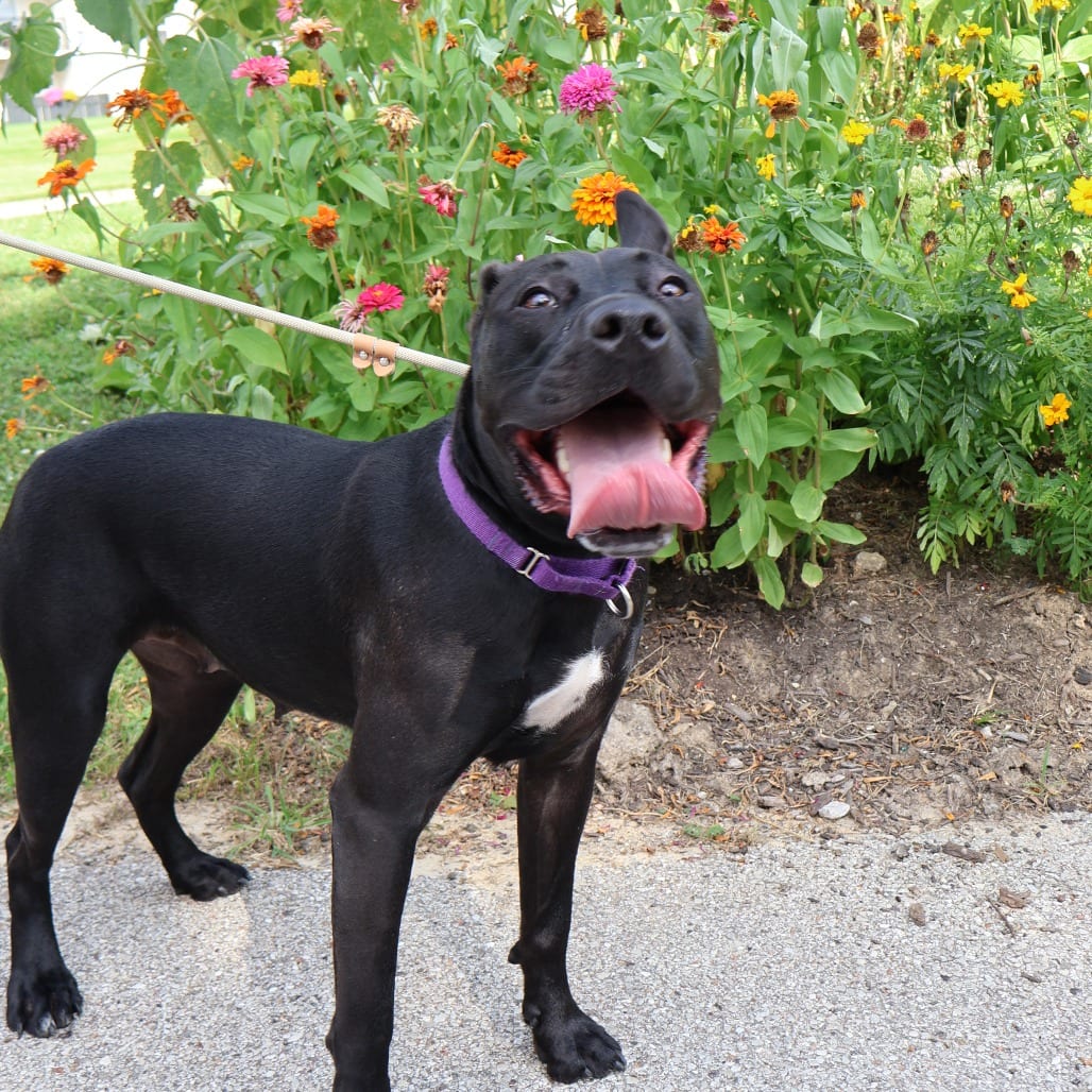 Photo of Chappell Bones, adoptable Mixed Breed (Large) in St. Charles, Missouri