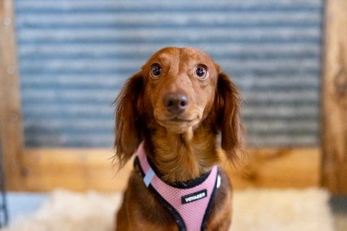 Photo of Isle, adoptable Dachshund in St. Louis Park, Minnesota