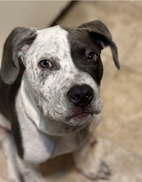 Photo of Forrest, adoptable Hound in Westminster, Maryland