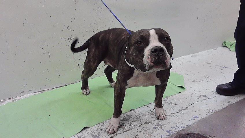 Photo of Lizzie, adoptable American Staffordshire Terrier mix in Houston, Texas