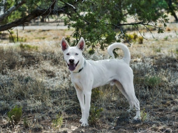 Photo of Cable, adoptable Mixed Breed in Santa Fe, New Mexico